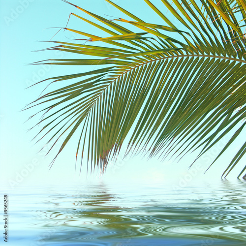 Fototapeta Naklejka Na Ścianę i Meble -  palme