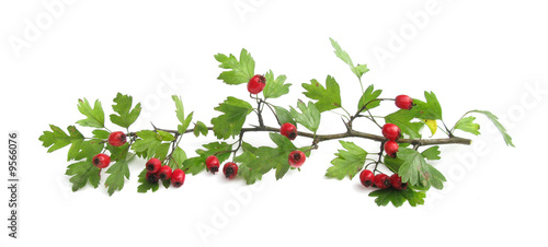 Hawthorn branch with berries