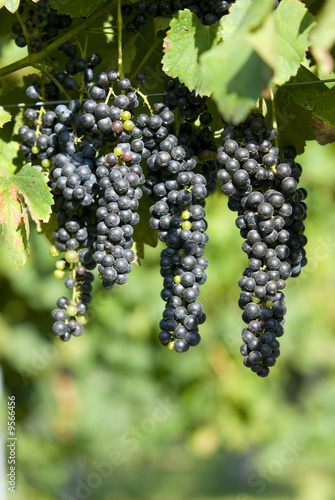 Autumn, grapes and leaves