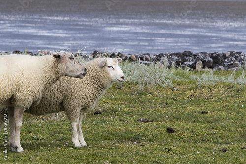 Fototapeta Naklejka Na Ścianę i Meble -  Zwei Schafe am Wattenmeer