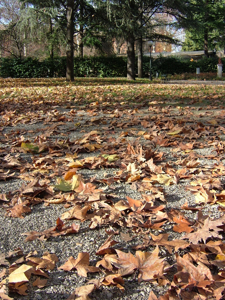 Autumn leaf red, yellow, and green Autumn leaf red, yellow, and green