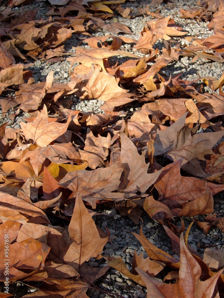 Autumn leaf red, yellow, and green Autumn leaf red, yellow, and green