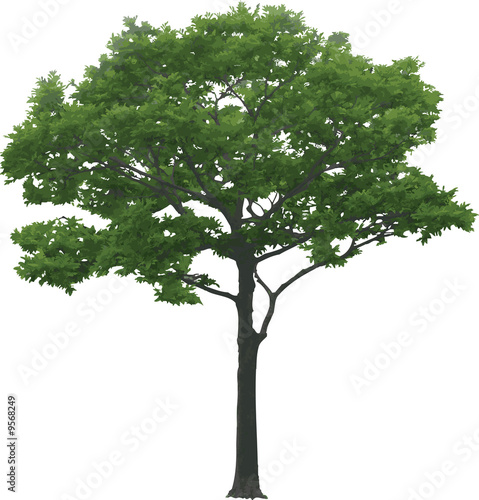 Wallpaper Mural The isolated tree. Similar images can be found in my gallery.. Torontodigital.ca