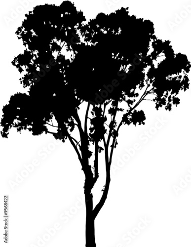 Silhouette a tree. Similar images can be found in my gallery.