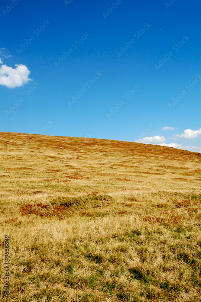 alpine meadow