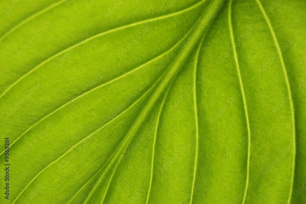 green leaf texture close up green leaf texture close up