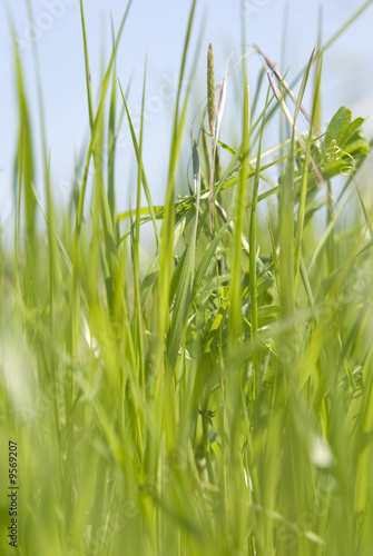 Large field. Focus on grass on foreground. Orientation portrait