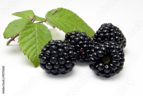 Close up of four freshly picked blackberries