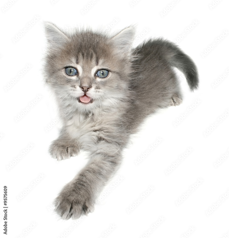 Small kitten on a white background.