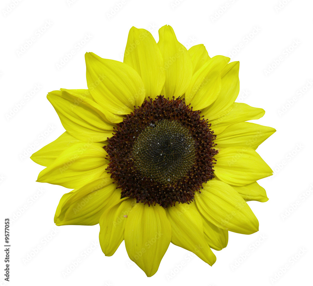 Obraz premium tournesol