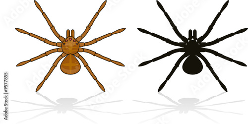 Spider isolated on white with his silhouette