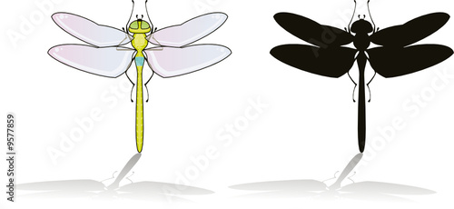 Dragonfly isolated on white with his silhouette
