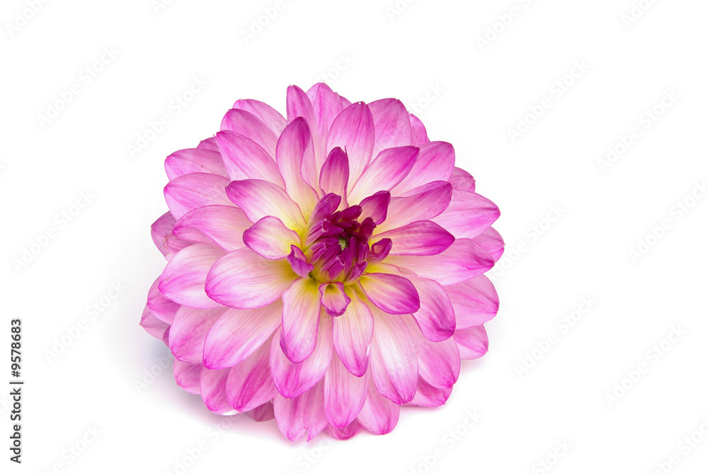 Dahlie - Dahlia 07 Dahlie - Dahlia 07
