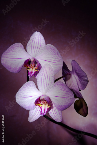 singing orchids.