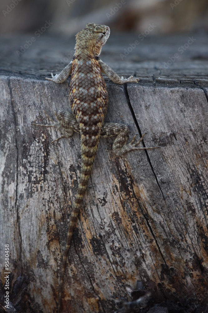 Obraz premium Eidechse auf Baumstamm