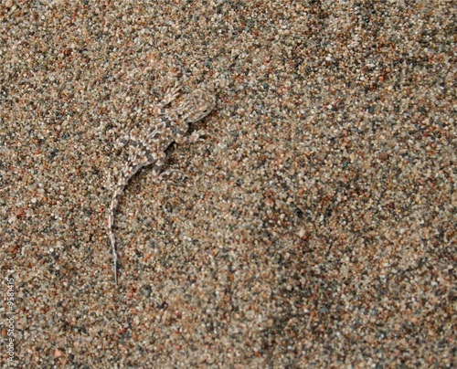 Echse im Sand