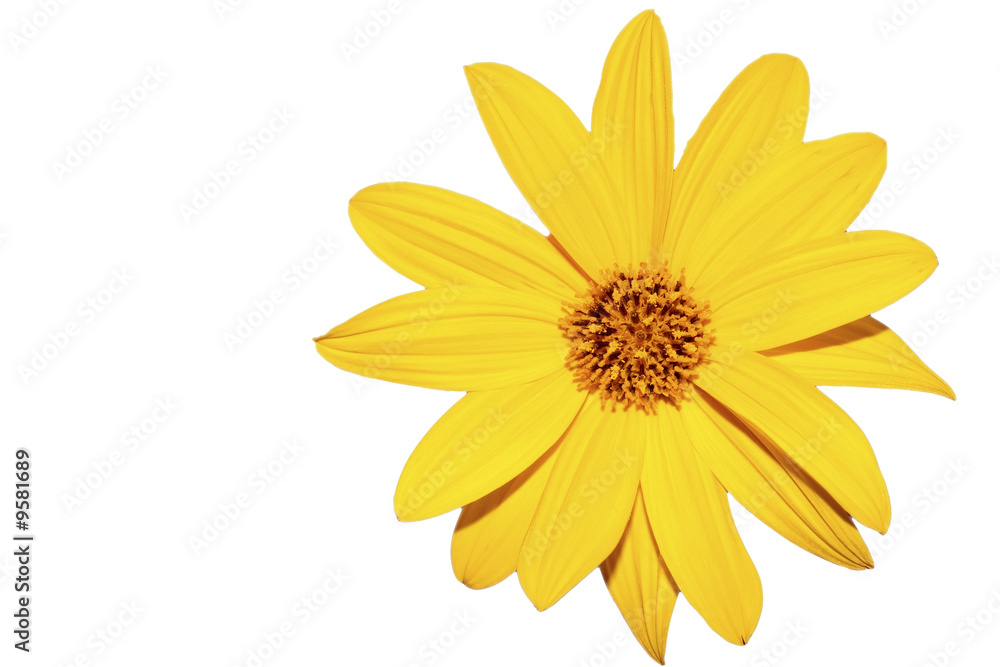 Flor amarilla