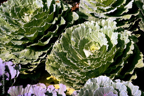 Cabbage Patch