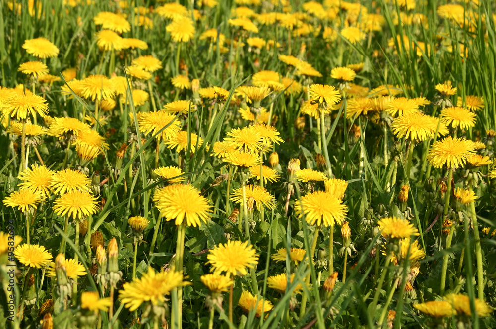 Glade of dandelion