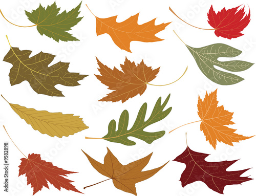 Wind blown fall leaves