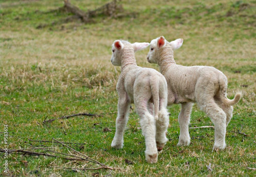 two cute lambs are leaving and walk away