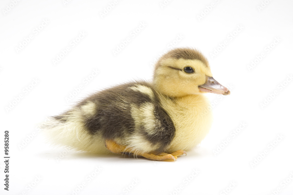 Duckling isolated on white background