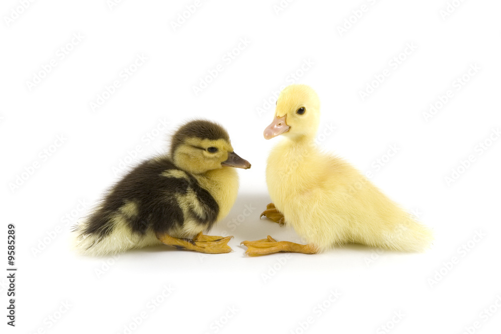 Ducklings isolated on white background