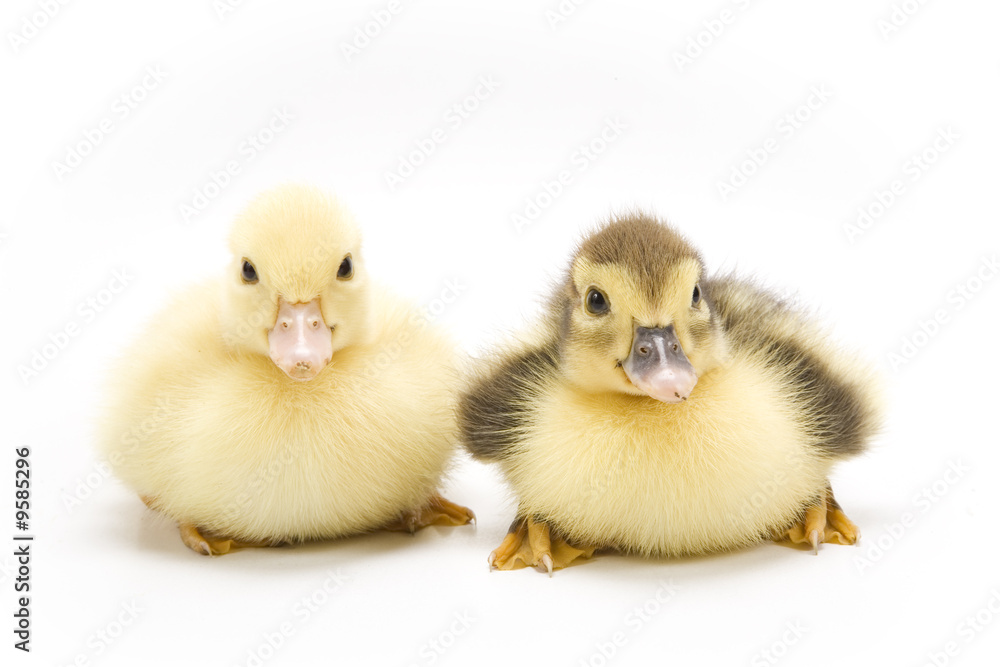 Ducklings isolated on white background