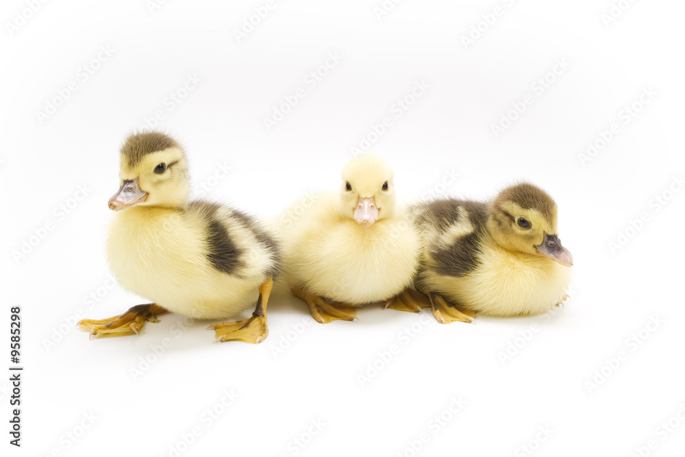 Ducklings isolated on white background