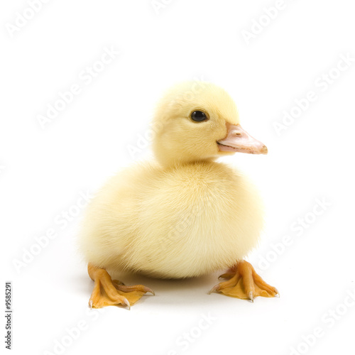 Duckling isolated on white background