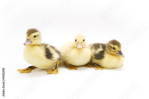 Ducklings isolated on white background