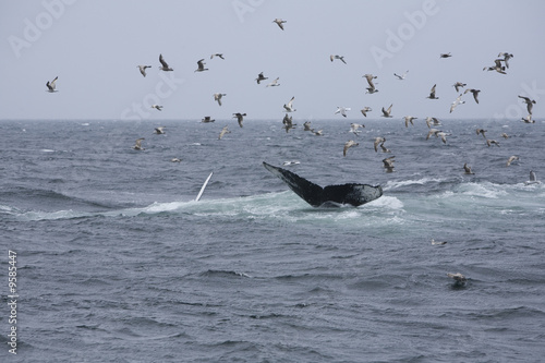 Humpback whales diving or kick feeding