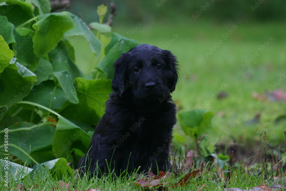 jeune flat coated retriever dans l'herbe jeune flat coated retriever dans l'herbe