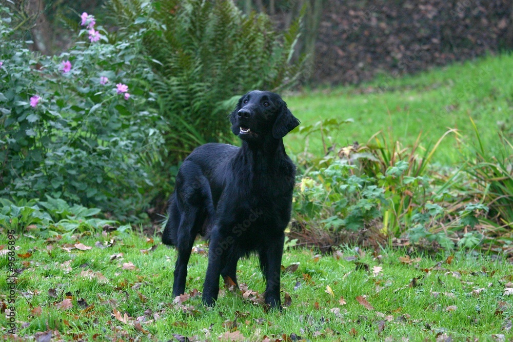 le regard distrait du flat coated retriever le regard distrait du flat coated retriever