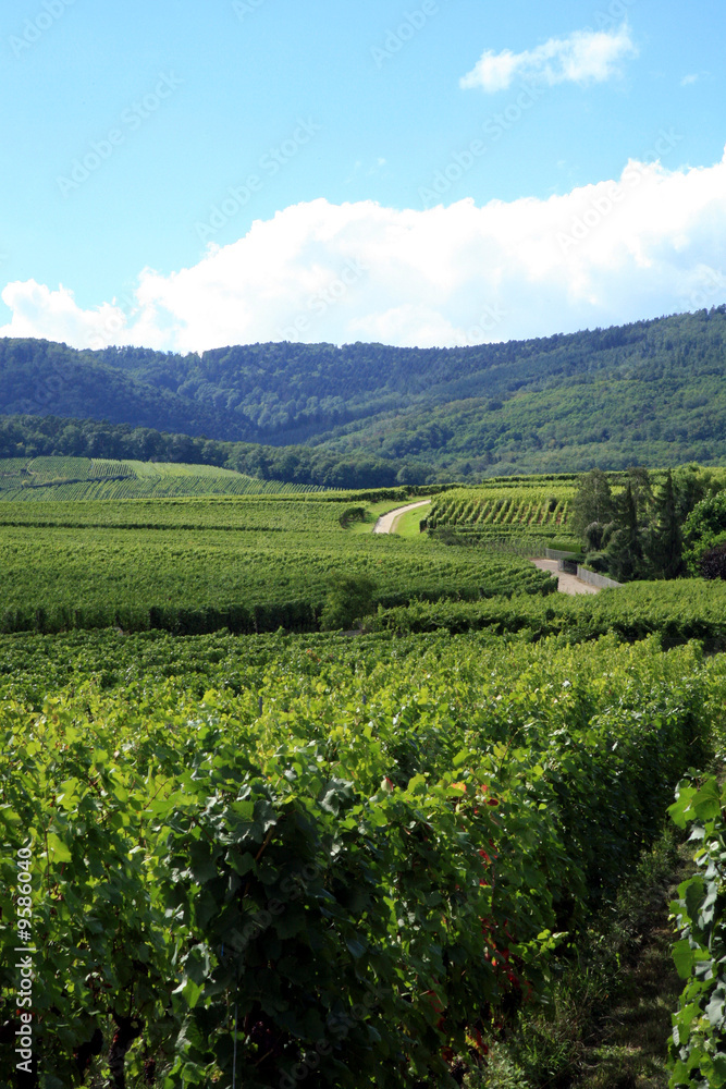 Vineyard - France, Alsace Vineyard - France, Alsace