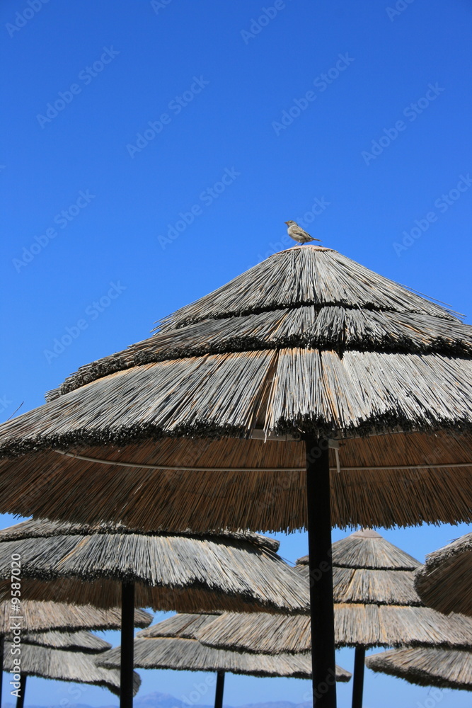 oiseau perché sur un parasol oiseau perché sur un parasol