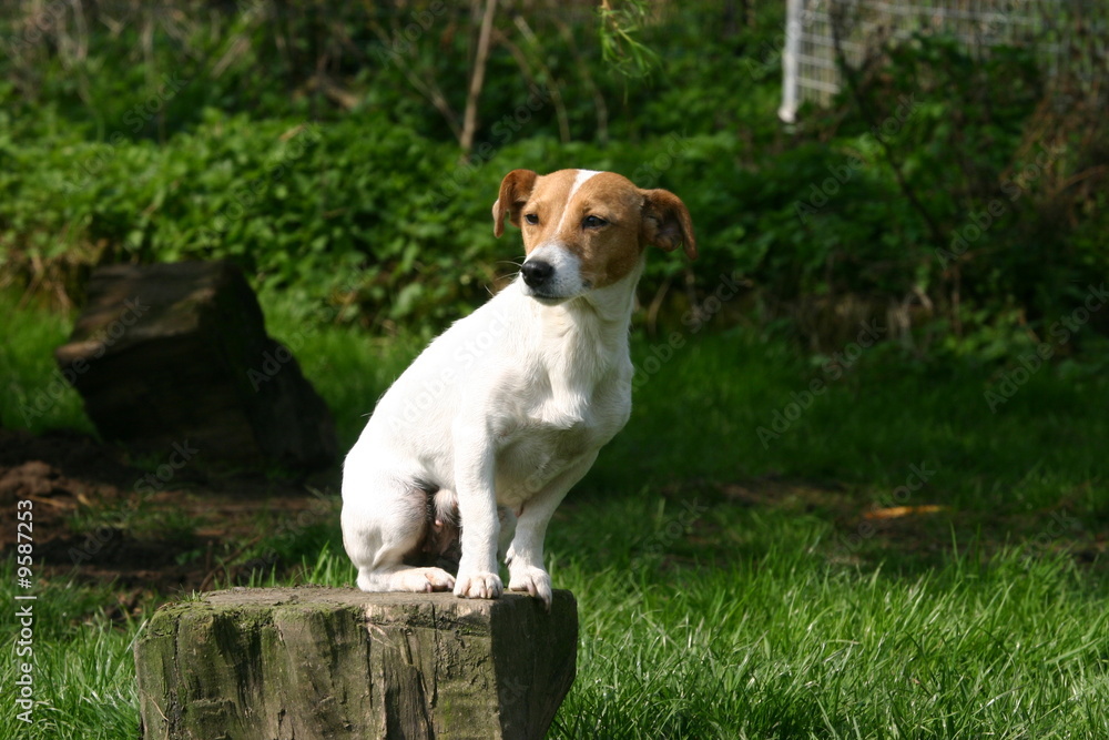 jack russell terrier perché jack russell terrier perché