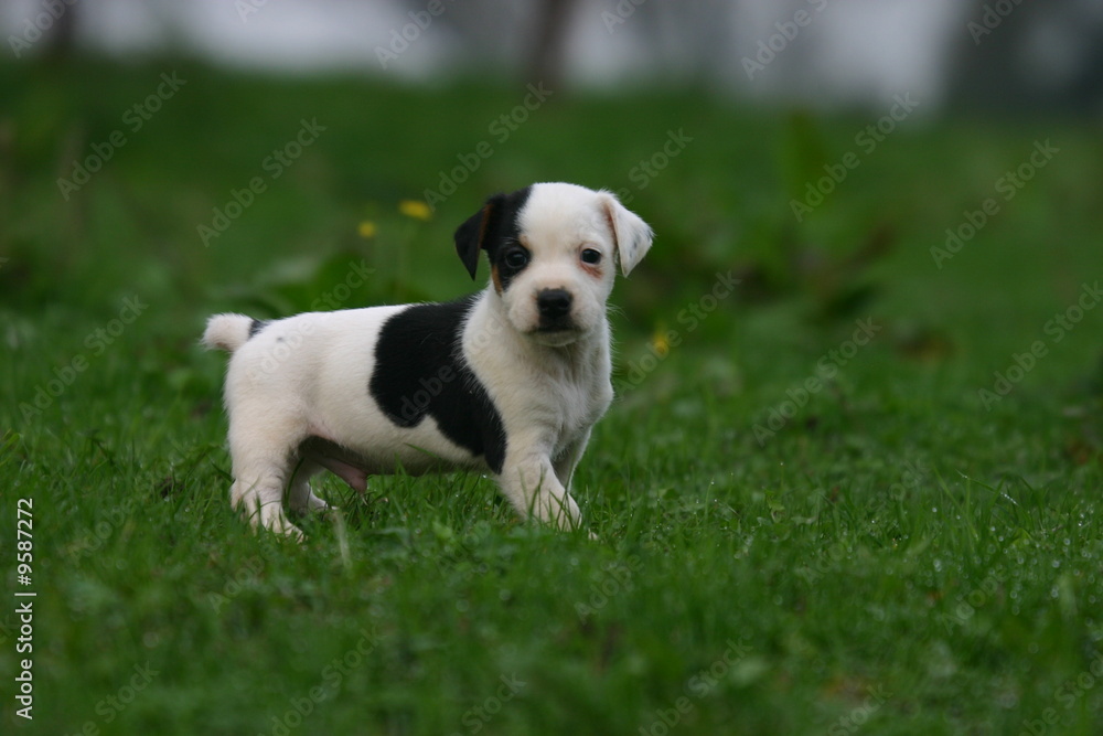 chiot jack russell super mignon