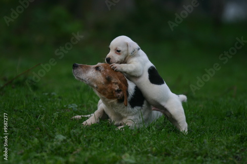 chiot jack russell et un ancien