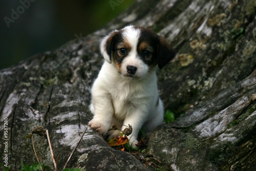 petit jack russell terrier assis