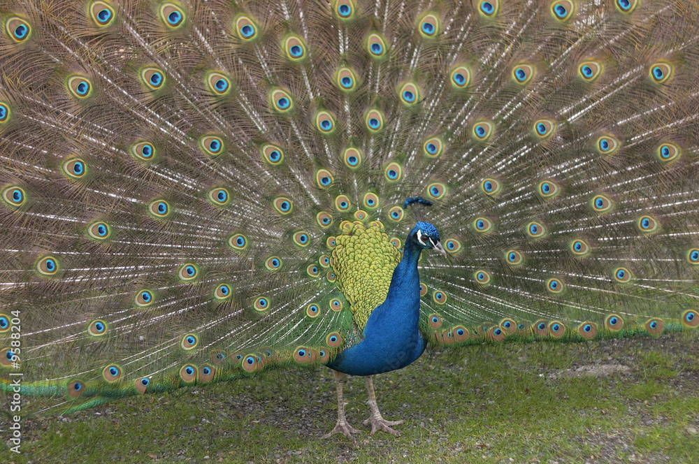 Obraz premium peacock with tail feathers out.