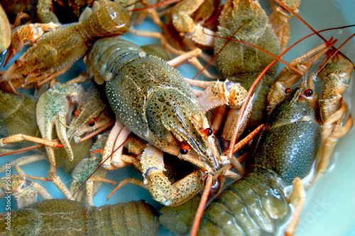 crayfishs