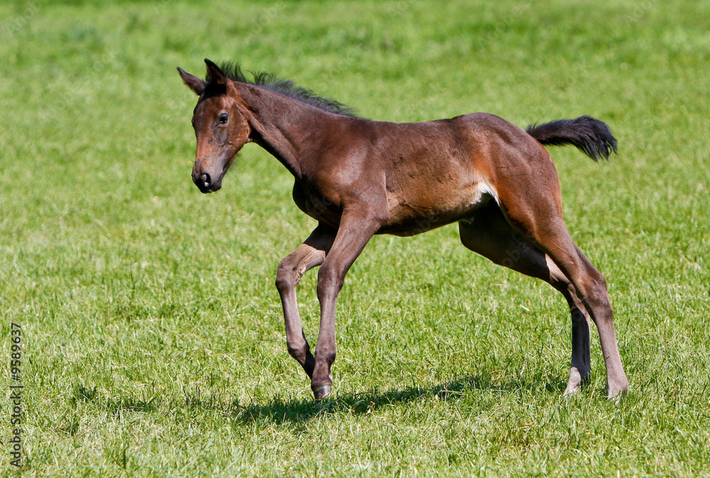 Fohlen im Galopp Fohlen im Galopp