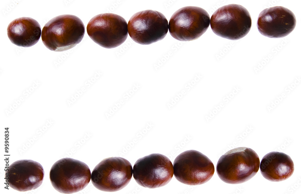 chestnut isolated on white background chestnut isolated on white background