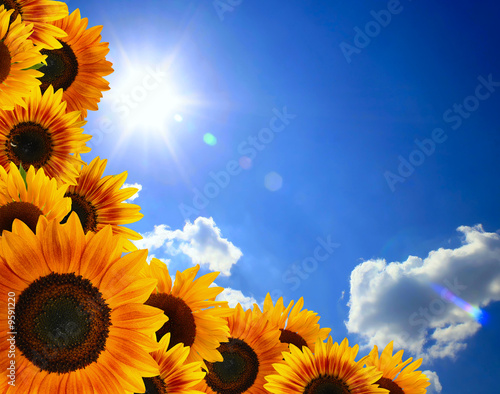 Fototapeta Naklejka Na Ścianę i Meble -  sunflower against blue sky