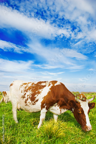 cow on farm © Zakharov Evgeniy