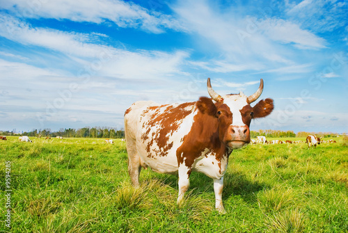 Fototapeta Naklejka Na Ścianę i Meble -  cow on pasture