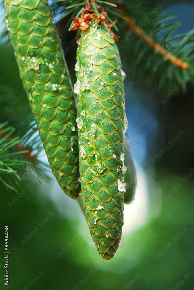 Naklejka premium Pigna con pece