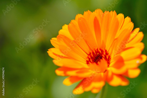 decorative flower of orange color on green background