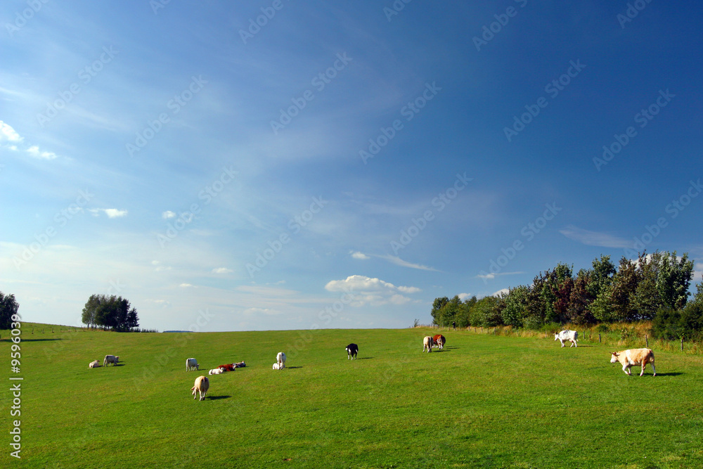Beautiful summer countryside - cows on pasture